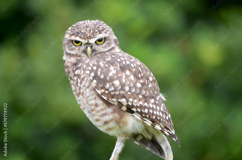 Fototapeta premium Owl and her yellow angry eyes looking in mey eyes