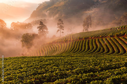 Landscape of strawberry plantation in the morning with the mist blue sky and sunlight at Ban Nor Lae, Doi Ang Khang, Chaing Mai, Thailand. photo