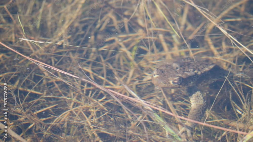 Toad Resting in Shallow Lake Water at Spring, Close Up Toad Resting in Shallow Lake Water at Spring, Close Up