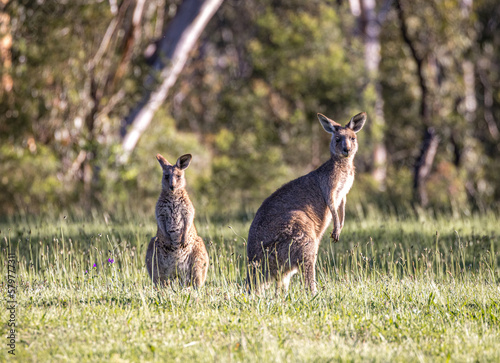 Kangaroos with joey (Macropodidae), Australia