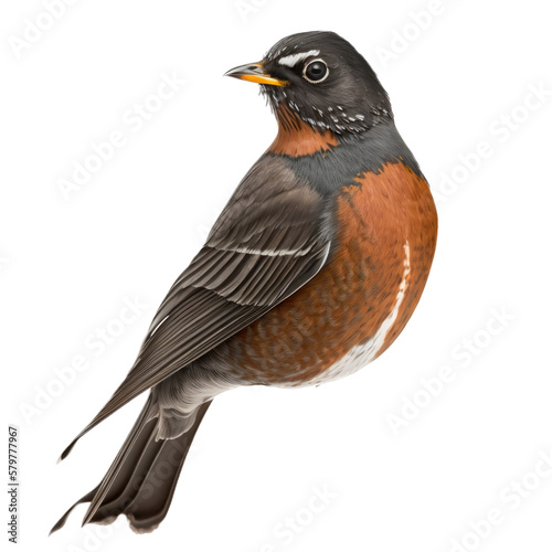 isolated American robin bird, macro, png, transparent background, spring, summer, vertical, horizontal, close up, Turdus migratorius, Generative AI