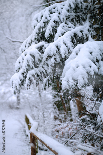 Milder Schnee bei wenig Sonnen, Waldweg Bäume