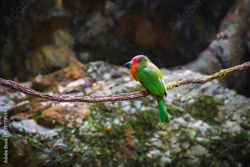 beautiful bird Red-bearded bee-eater (Nyctyornis amictus) green bird with red beard and pink forehead