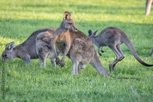 Kangaroos with joey  Macropodidae   Australia