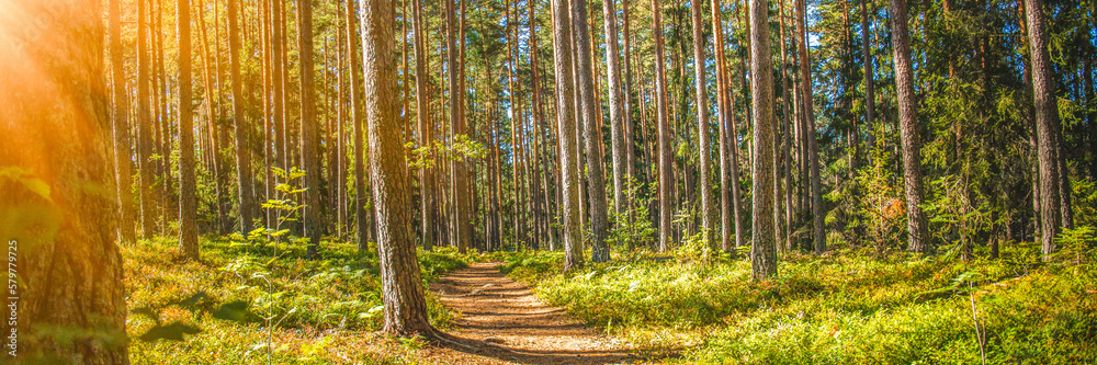 Pine forest panorama in summer. Pathway in the park. Banner for ecology and environment. Web nature banner, spring and summer seasons Pine forest panorama in summer. Pathway in the park. Banner for ecology and environment. Web nature banner, spring and summer seasons