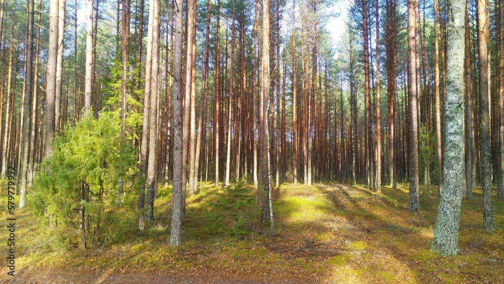 Pine, birch, spruce and juniper trees grow in the mixed forest. The soil is covered with grass and moss and strewn with fallen leaves in autumn. The sun through the trees illuminate the forest