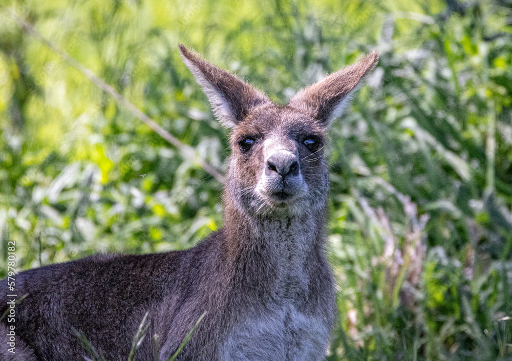 Close-up of a Kangaroo (Macropodidae), Australia Close-up of a Kangaroo (Macropodidae), Australia