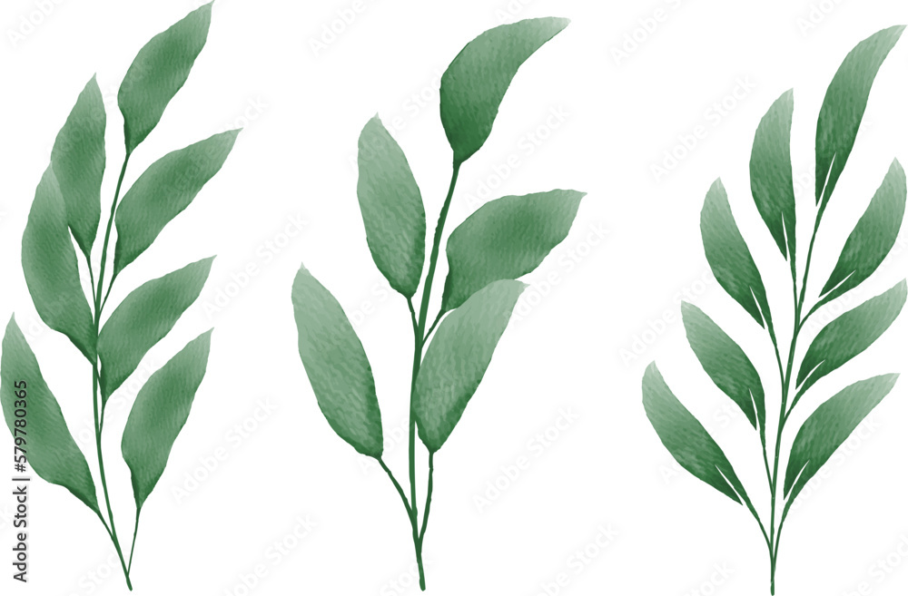 green leaves isolated on white