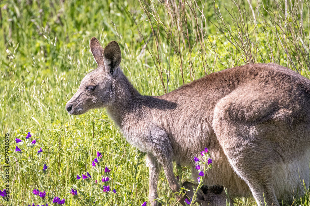 Kangaroo (Macropodidae), Australia Kangaroo (Macropodidae), Australia