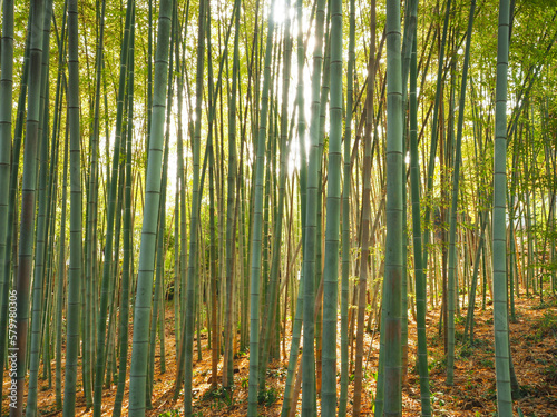 Gr  ner Bambuswald im Gegenlicht 