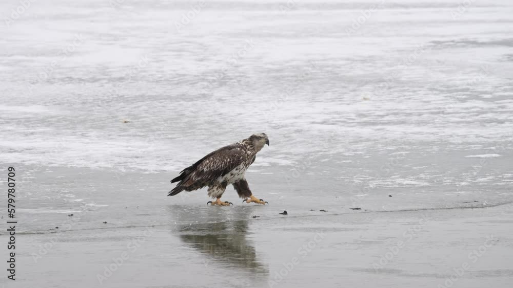 Juvenile Bald Eagle walking on ice of frozen lake during winter in Utah. Juvenile Bald Eagle walking on ice of frozen lake during winter in Utah.