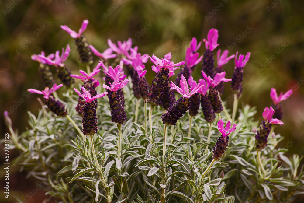 Lavender Flowers 9963 Lavender Flowers 9963