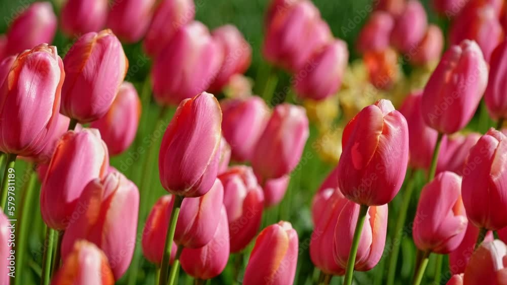 Blooming tulips flower bed close up. Lisse, the Netherlands. Horizontal camera pan Blooming tulips flower bed close up. Lisse, the Netherlands. Horizontal camera pan