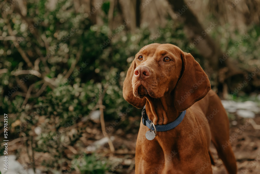 Hungarian Vizsla Pointer Dog Walk in Forest