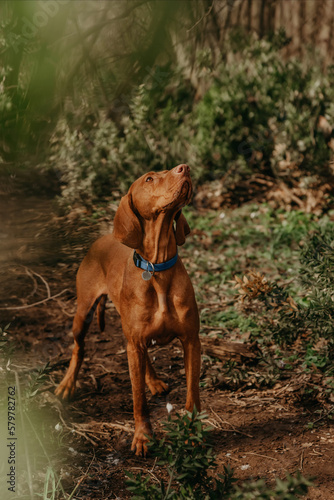Hungarian Vizsla Dog on Walk in Forest