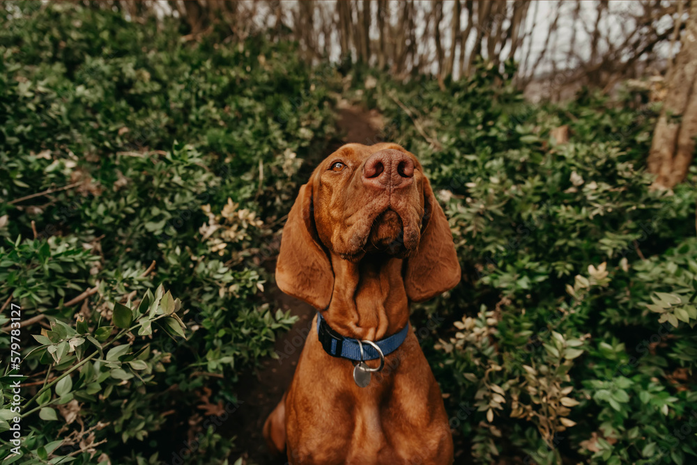 Portrait of Hungarian Vizsla Pointer Dog in Forest Portrait of Hungarian Vizsla Pointer Dog in Forest
