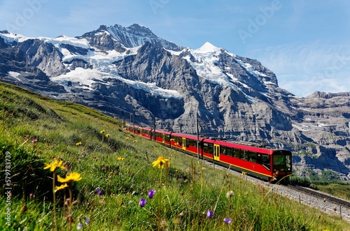 A tourist train travels on Jungfrau Railway from Jungfraujoch (Top of Europe) to Kleine Scheidegg & wild flowers bloom on a green grassy hillside under blue sunny sky in Bernese Oberland, Switzerland
