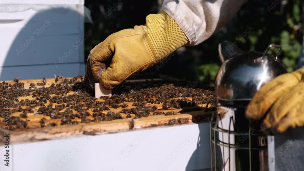 Vidéo Stock Varroa mite control. Varroa destructor. How to treat bees