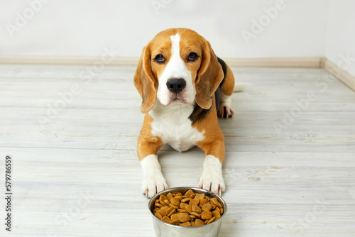 Tela A beagle dog is lying on the floor next to a bowl of dry food