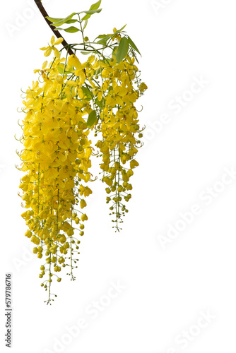 Yellow golden shower flower , cassia  fistula flower isolated on white background. photo