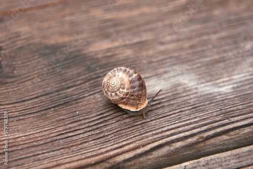 A Snail on wooden board. out-of-focus background © Raul
