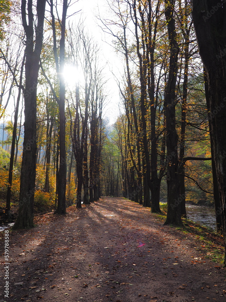 Fototapeta premium Autumn road
