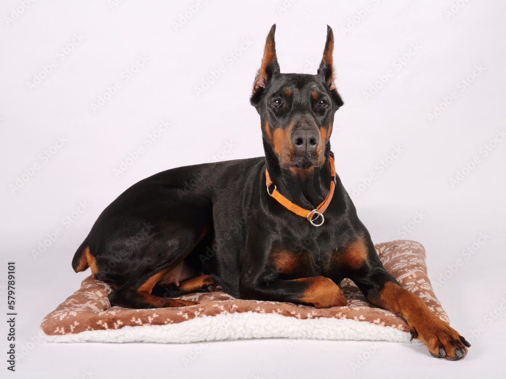 doberman