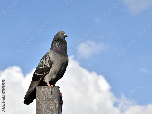 grey rock dove perching on peak of wooden pole with blurred sky and fluffy cloud with copy space