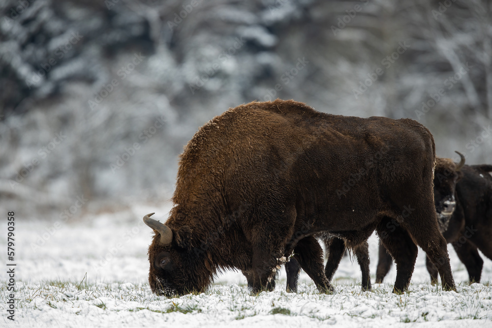 European bison - Bison bonasus in Knyszyn Forest European bison - Bison bonasus in Knyszyn Forest