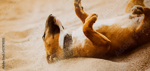 Fotobehang Cute funny ginger bull terrier is lying on the sand on the beach in the summer, raising dust