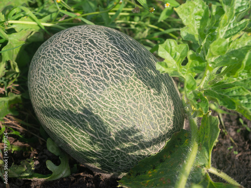 Melon growing in the garden.