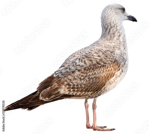 White and grey seagull