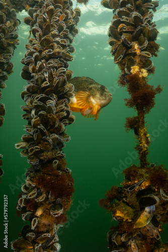 Photography male lumpsucker fish with shellfish mussel farm in breeding mating season shot in cold water oosterschelde in the Netherlands