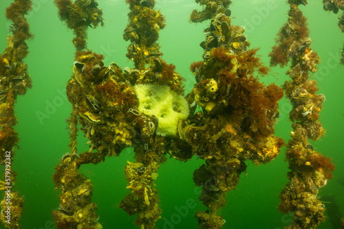 lumpsucker nest with fish eggs roe on ropes used to farm mussels in the oosterschelde in the cold water Netherlands. lumpfish caviar is a delicacy in north europe where this animal has habitat photo