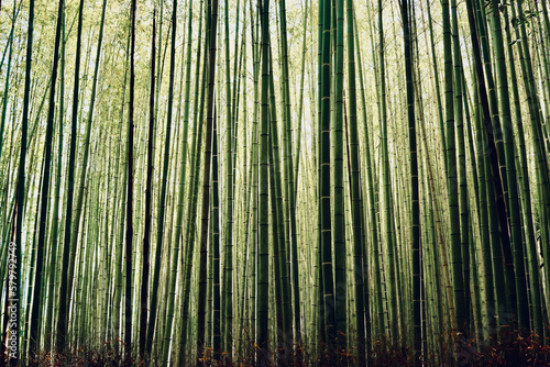 Bambuswald  Arashiyama Japan