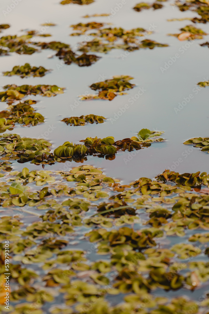 aquatic plants scattered around the lake