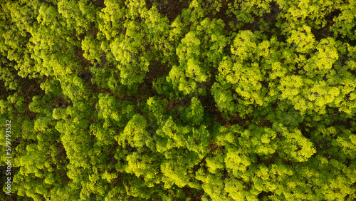 Aerial view of a rubber plantation in warm sunlight. Top view of rubber latex tree and leaf plantation, Business rubber latex agriculture. Natural landscape background.