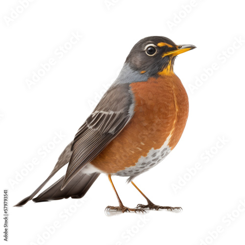 isolated American robin bird, macro, png, transparent background, spring, summer, vertical, horizontal, close up, Turdus migratorius, Generative AI