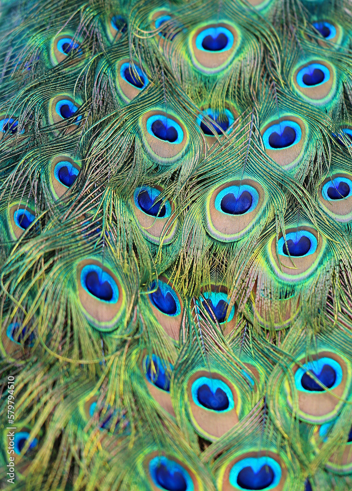Obraz premium Photos beautiful peacock feathers bright wonderful