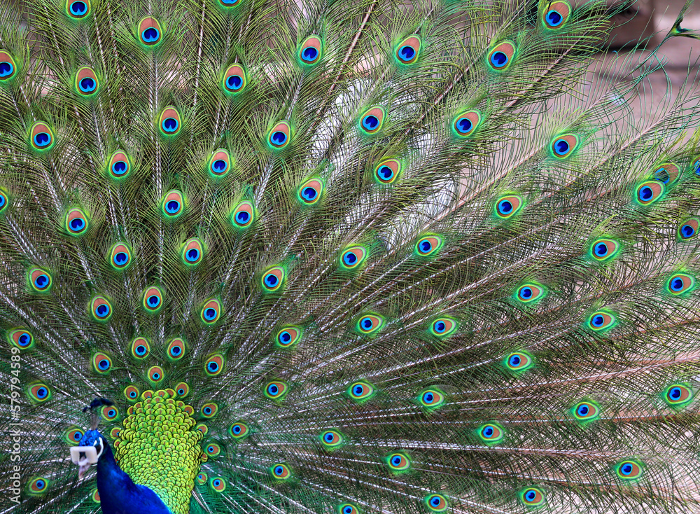 Fototapeta premium Photos beautiful peacock feathers bright wonderful