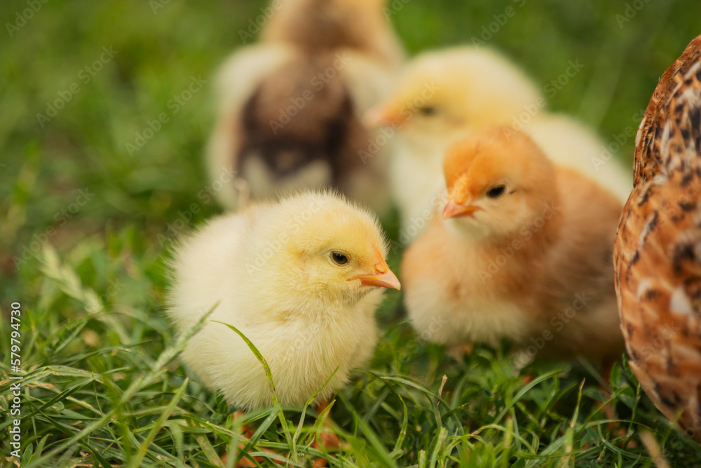 yellow little chickens walk on the grass, close-up