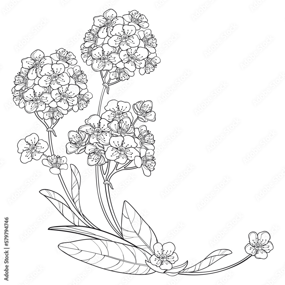 Corner bouquet of outline Spiraea or Meadowsweet flower and leaves in black isolated on white background. 