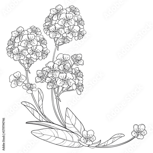 Corner bouquet of outline Spiraea or Meadowsweet flower and leaves in black isolated on white background. 