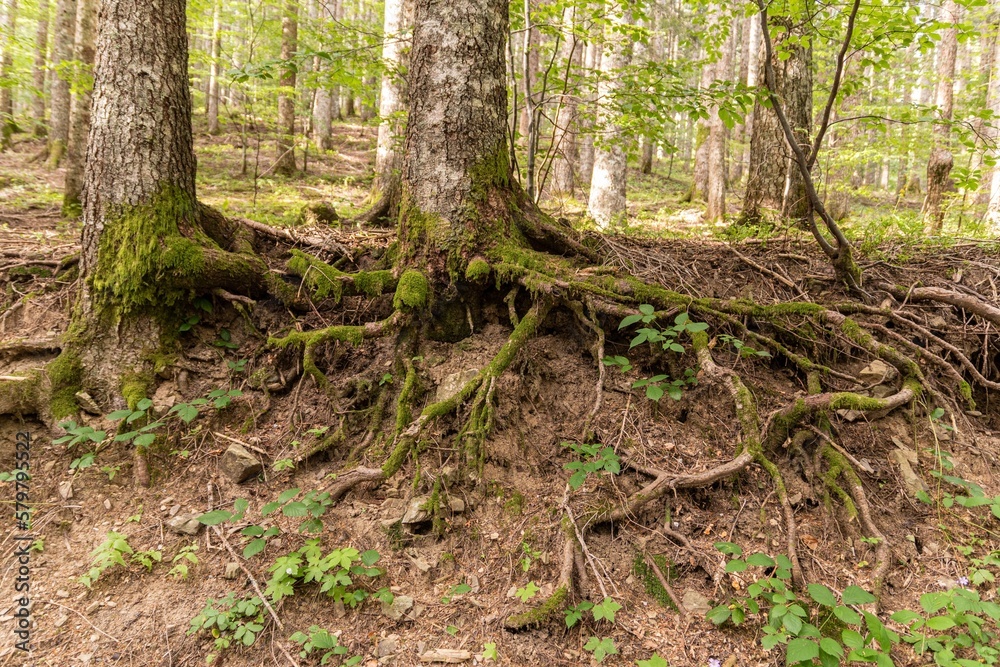 View of the undergrowth in the foreground View of the undergrowth in the foreground