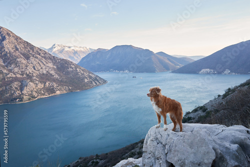 The dog stands in the mountains on sea and looks at the peaks. Nova Scotia duck retriever in nature, on a journey. Hiking with a pet © annaav