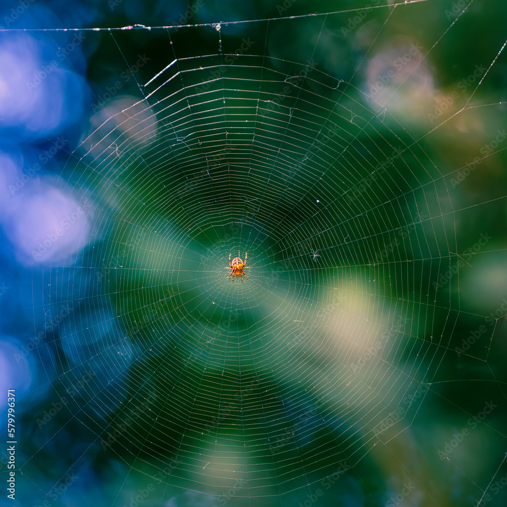 Close-up of a spider web with a yellow spider in the center and an abstract blurred background of a sky of trees and grass, macro photography and naturalism, danger, beauty and harmony in nature Close-up of a spider web with a yellow spider in the center and an abstract blurred background of a sky of trees and grass, macro photography and naturalism, danger, beauty and harmony in nature