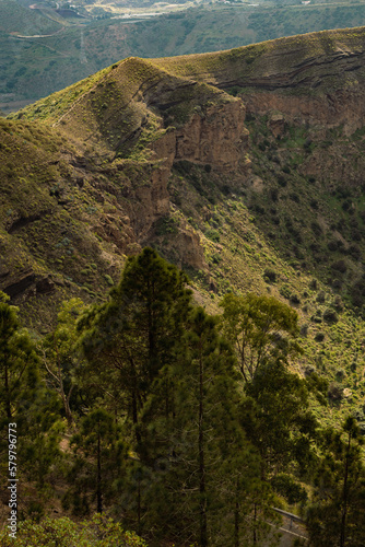 View of edge of Caldera de Bandama crater and Canary Island pine tree in Gran Canaria, Spain