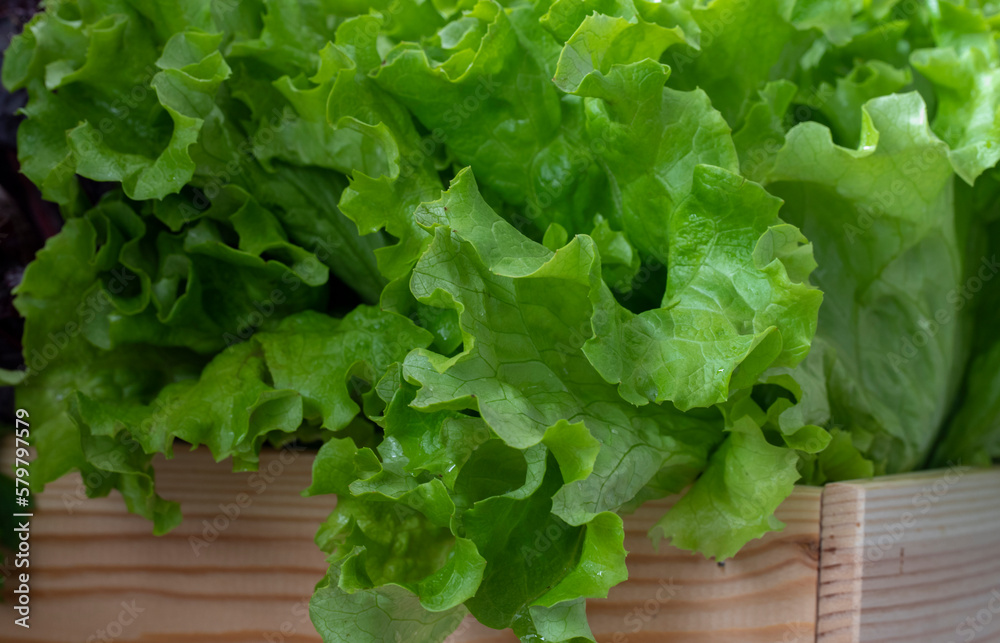 Closeup Fresh organic green leaves lettuce salad plant in hydroponics vegetables farm system Closeup Fresh organic green leaves lettuce salad plant in hydroponics vegetables farm system