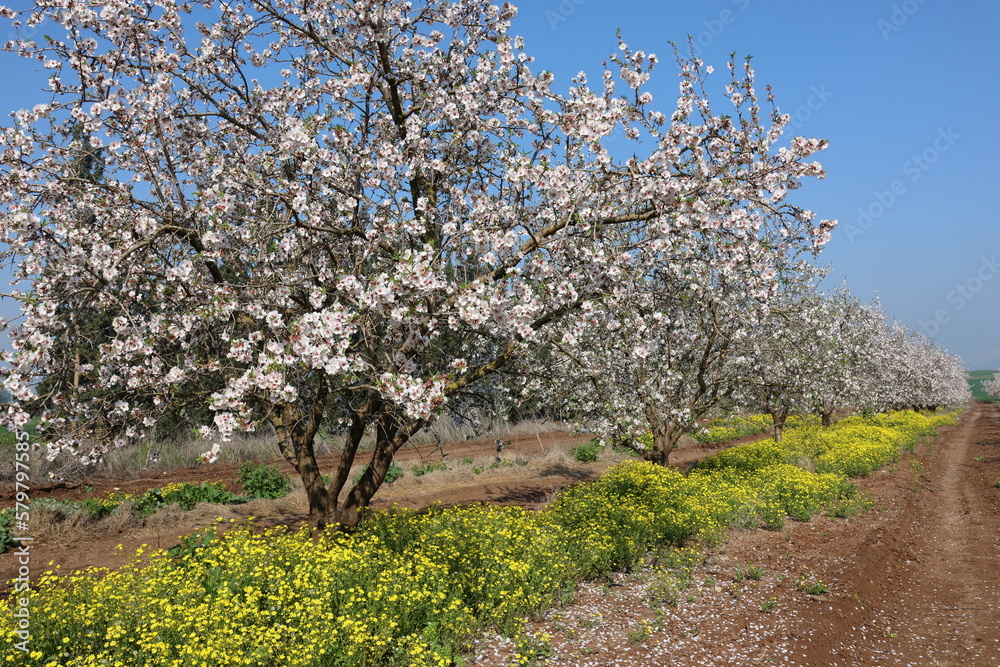 magnificent flowering almond tree gardens in a kibbutz in northern Israel magnificent flowering almond tree gardens in a kibbutz in northern Israel