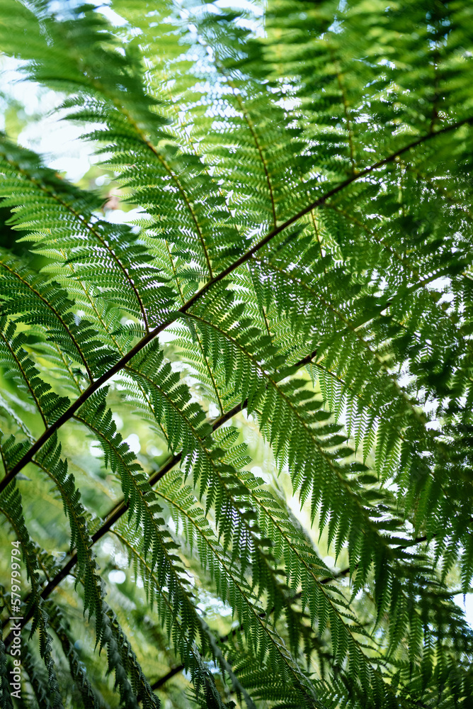 Beautiful and Peaceful Texture of Green Fern Leaves Beautiful and Peaceful Texture of Green Fern Leaves